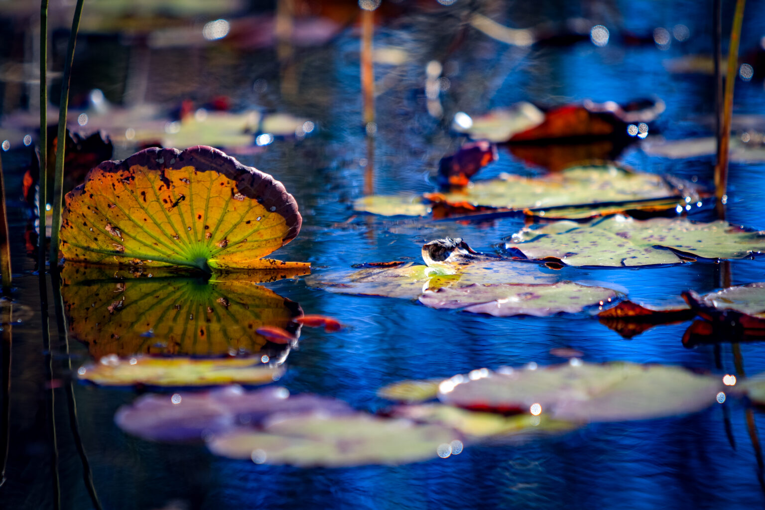 Lilly Pads on water