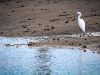 Drum Island Marsh Restoration
