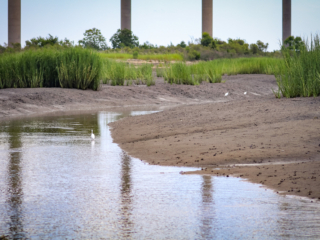 Drum Island Marsh Restoration